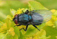 Protocalliphora-azurea